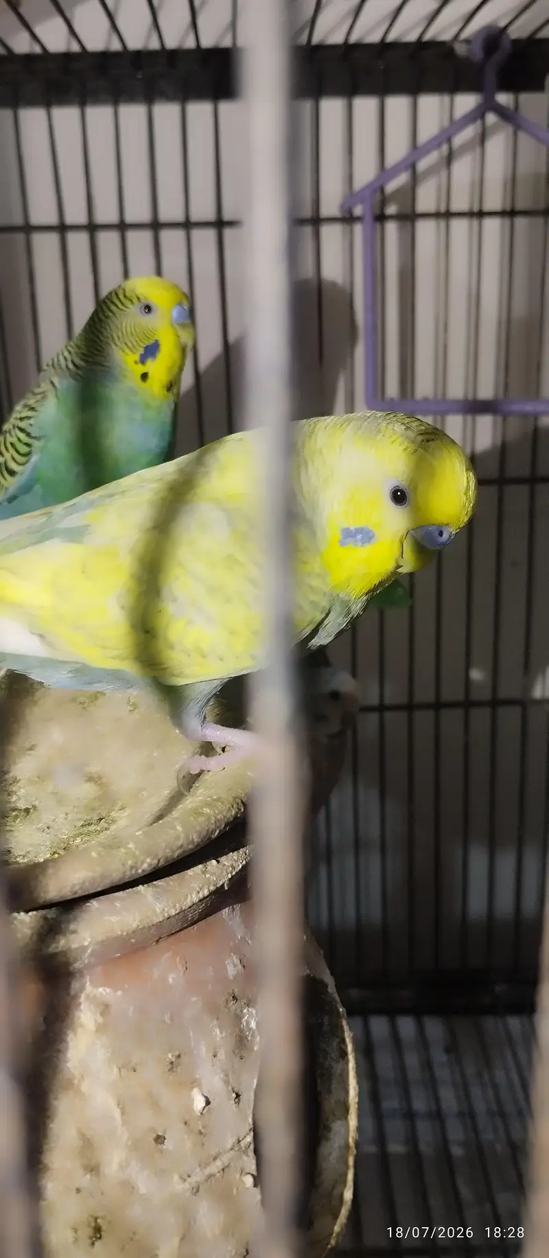 Australian Parrots for sale — photo 5