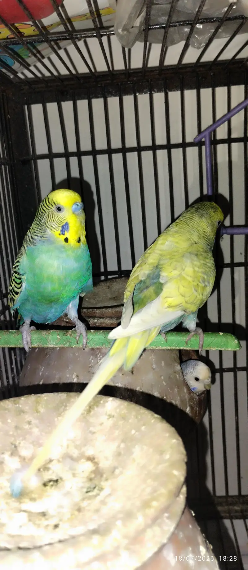Australian Parrots for sale — photo 6