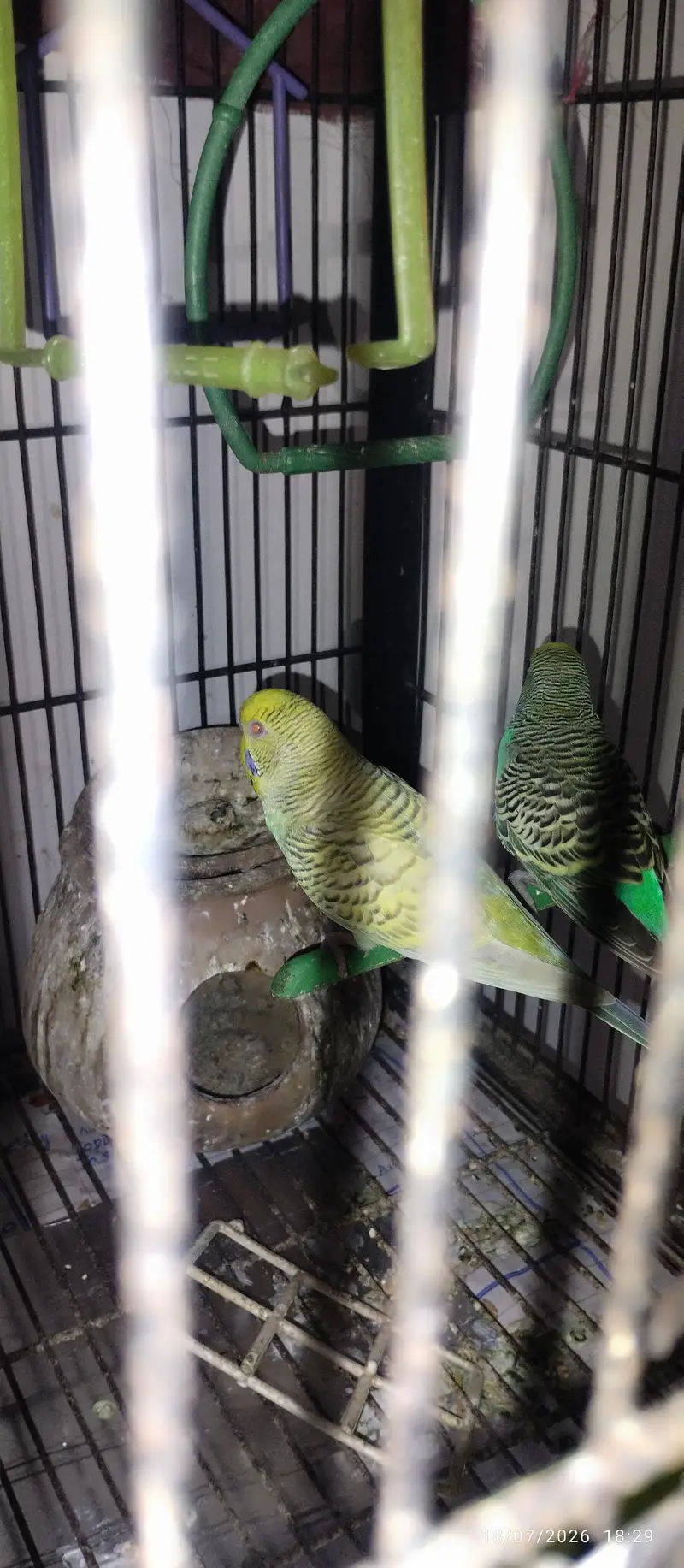 Australian Parrots for sale — photo 7