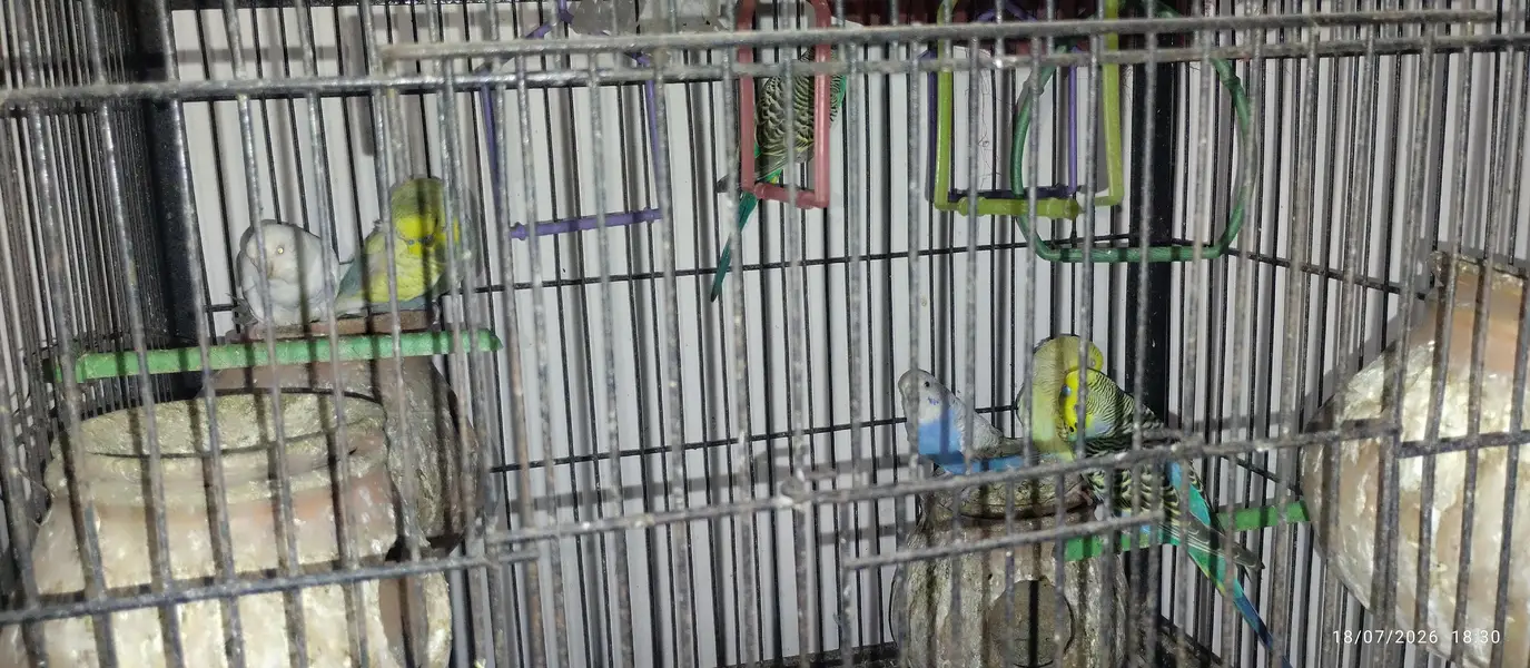 Australian Parrots for sale — photo 8