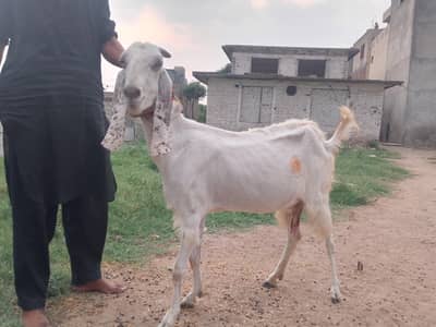 betal bakri for sale