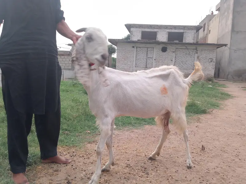 betal bakri for sale — photo 2