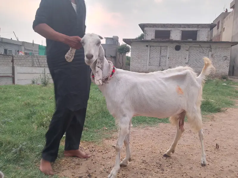 betal bakri for sale — photo 3