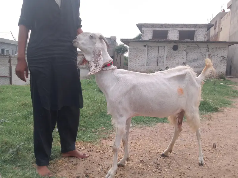 betal bakri for sale — photo 4