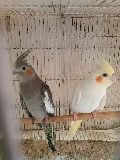 4 months ke pathay hai mashhlah pair hai confirm