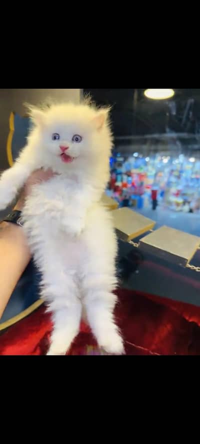 persian cat for sale MywatsapppNumber 0309-37-13-771
