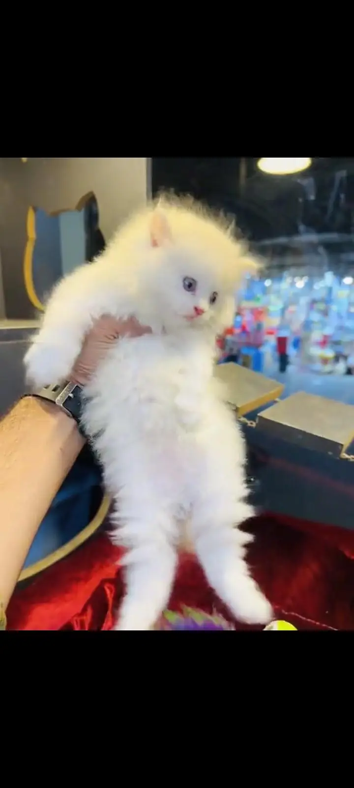 persian cat for sale MywatsapppNumber 0309-37-13-771 — photo 3