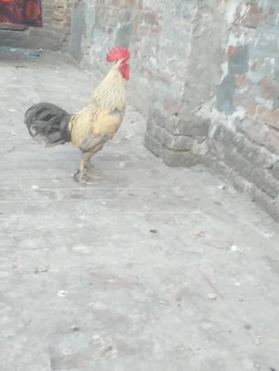 desi Aseel Murga for sell