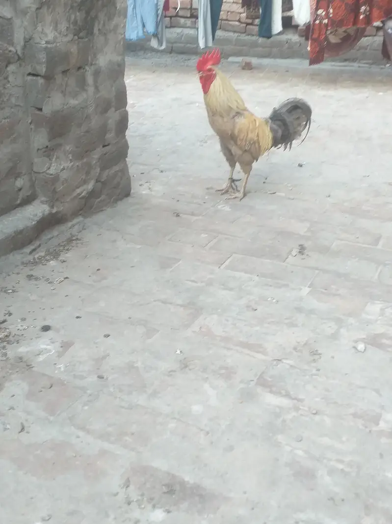 desi Aseel Murga for sell — photo 2