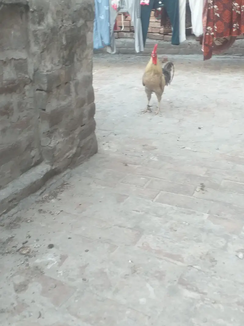 desi Aseel Murga for sell — photo 3