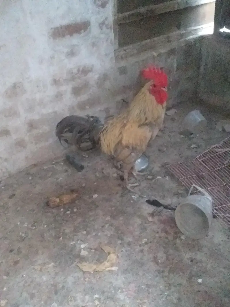 desi Aseel Murga for sell — photo 4