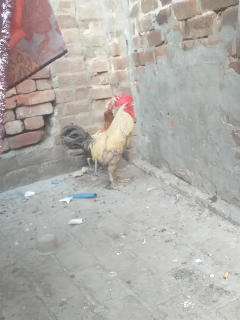 desi Aseel Murga for sell — photo 5