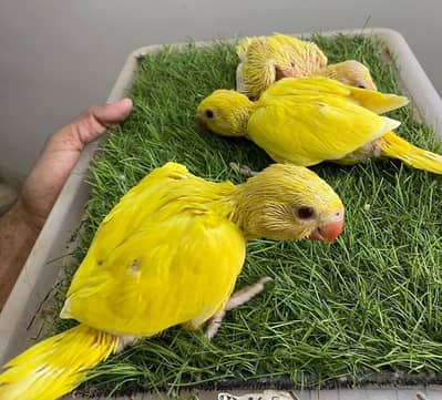 yellow parrot chicks