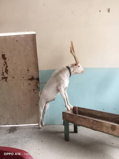 White Tapra Breeder
