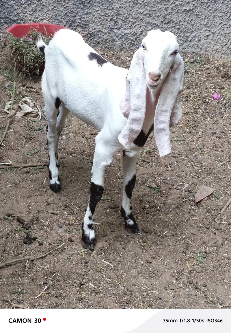 bakri for sale — photo 2