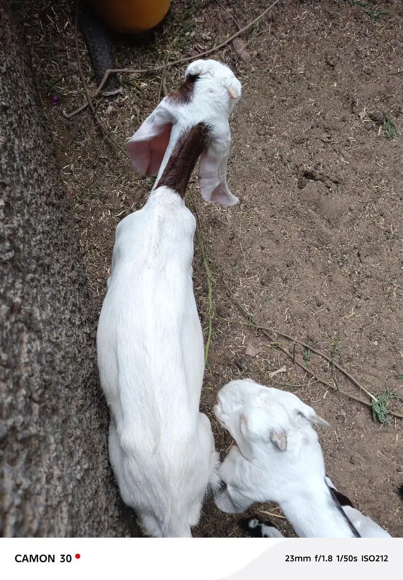 bakri for sale — photo 3