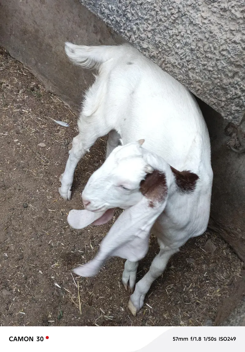 bakri for sale — photo 4