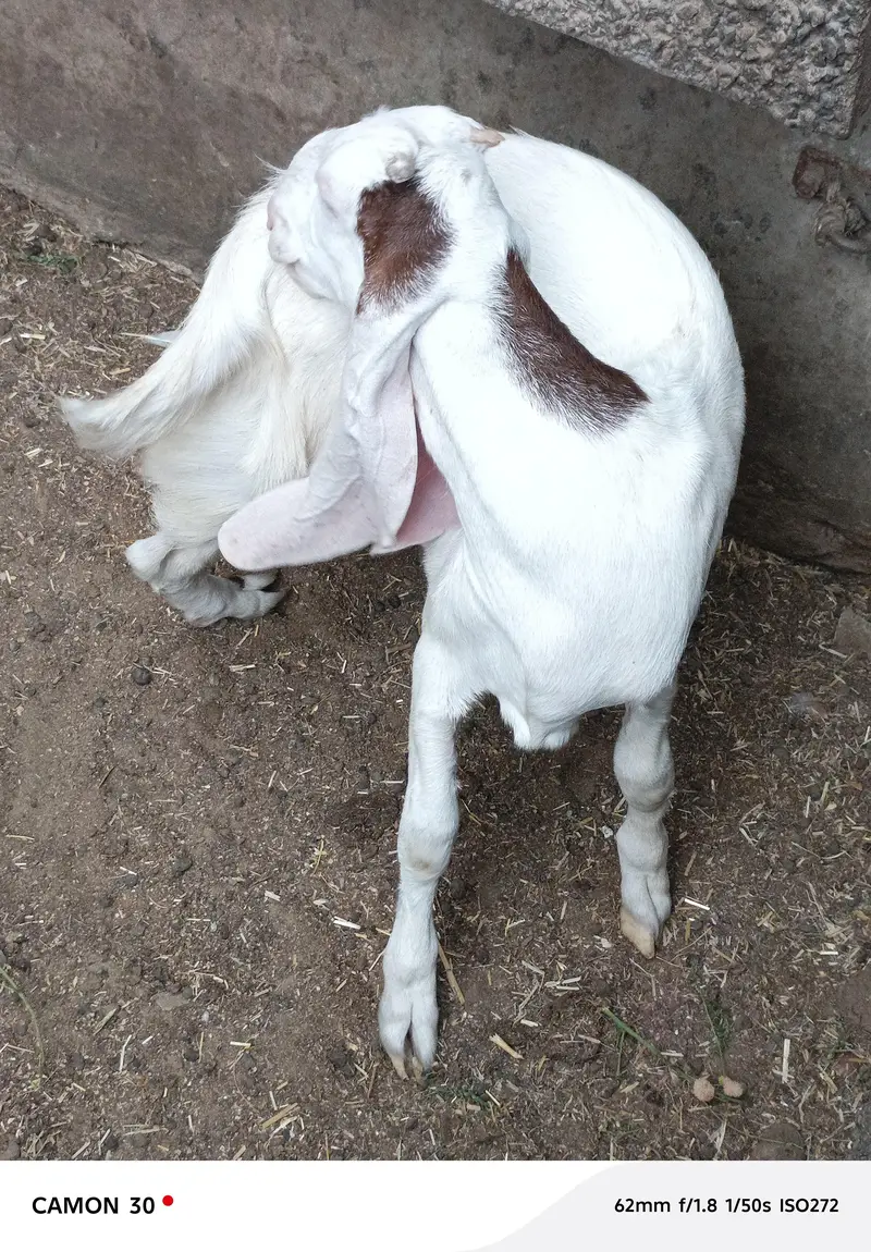 bakri for sale — photo 5