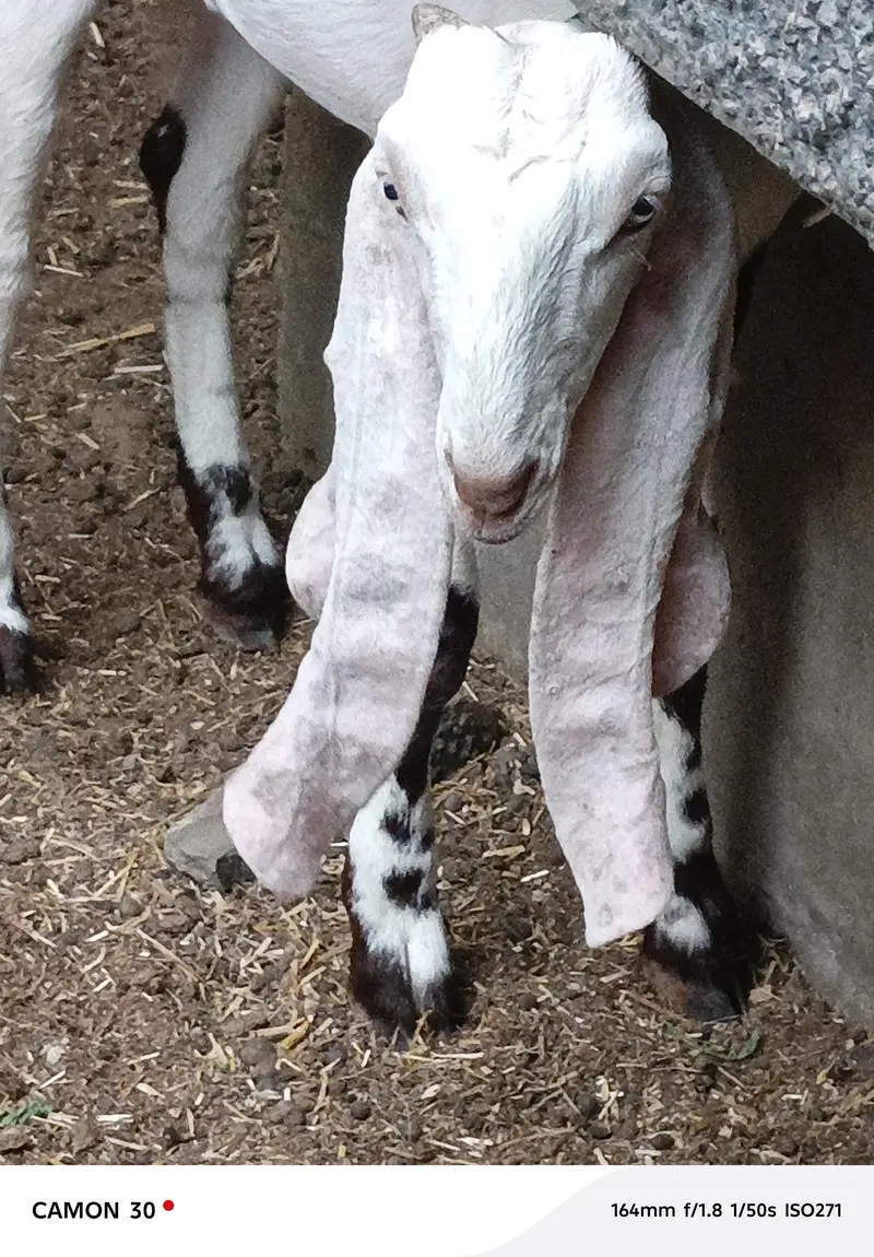 bakri for sale — photo 6