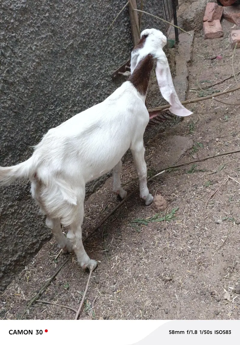 bakri for sale — photo 7