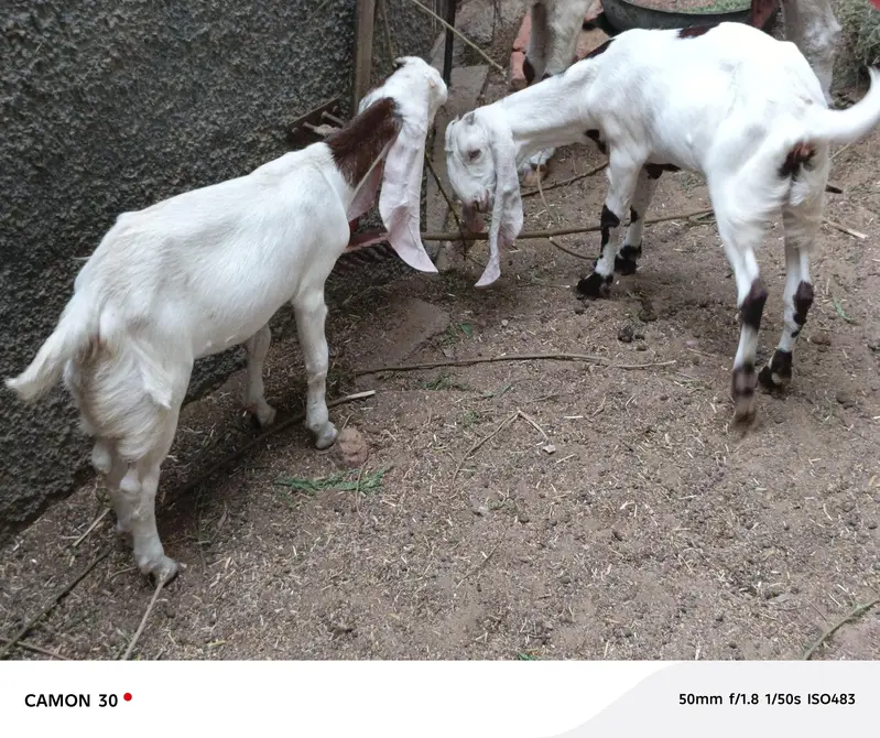 bakri for sale — photo 8