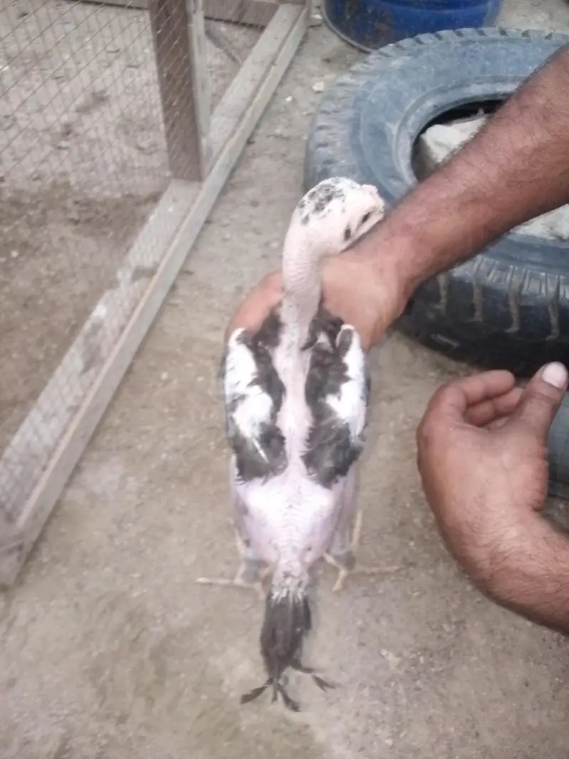 good breed — photo 3