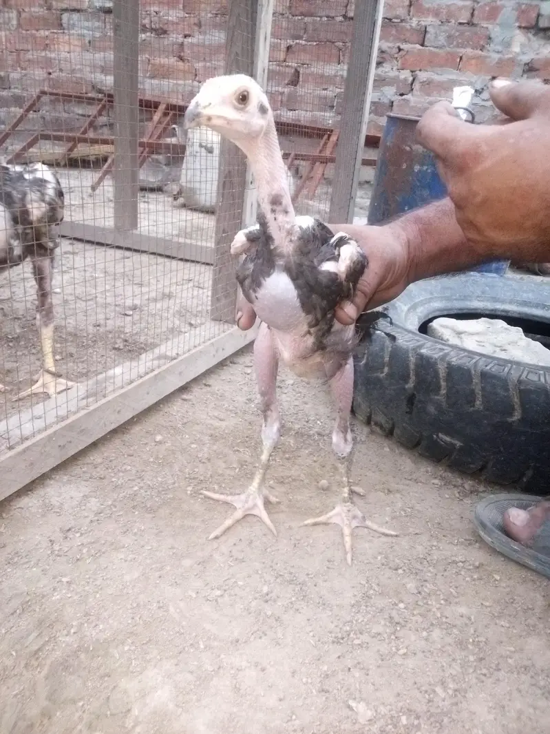 good breed — photo 4