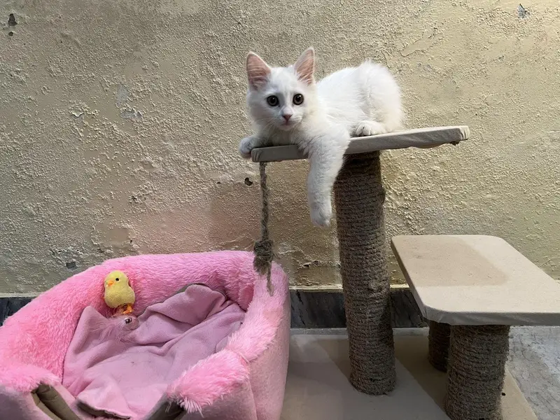 kittens / Persian kitten/ Home breed kitten / triple coat — photo 2