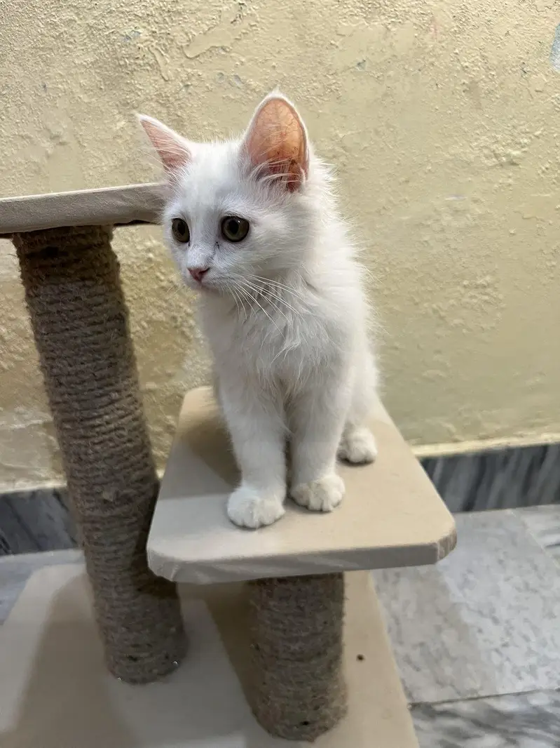kittens / Persian kitten/ Home breed kitten / triple coat — photo 3