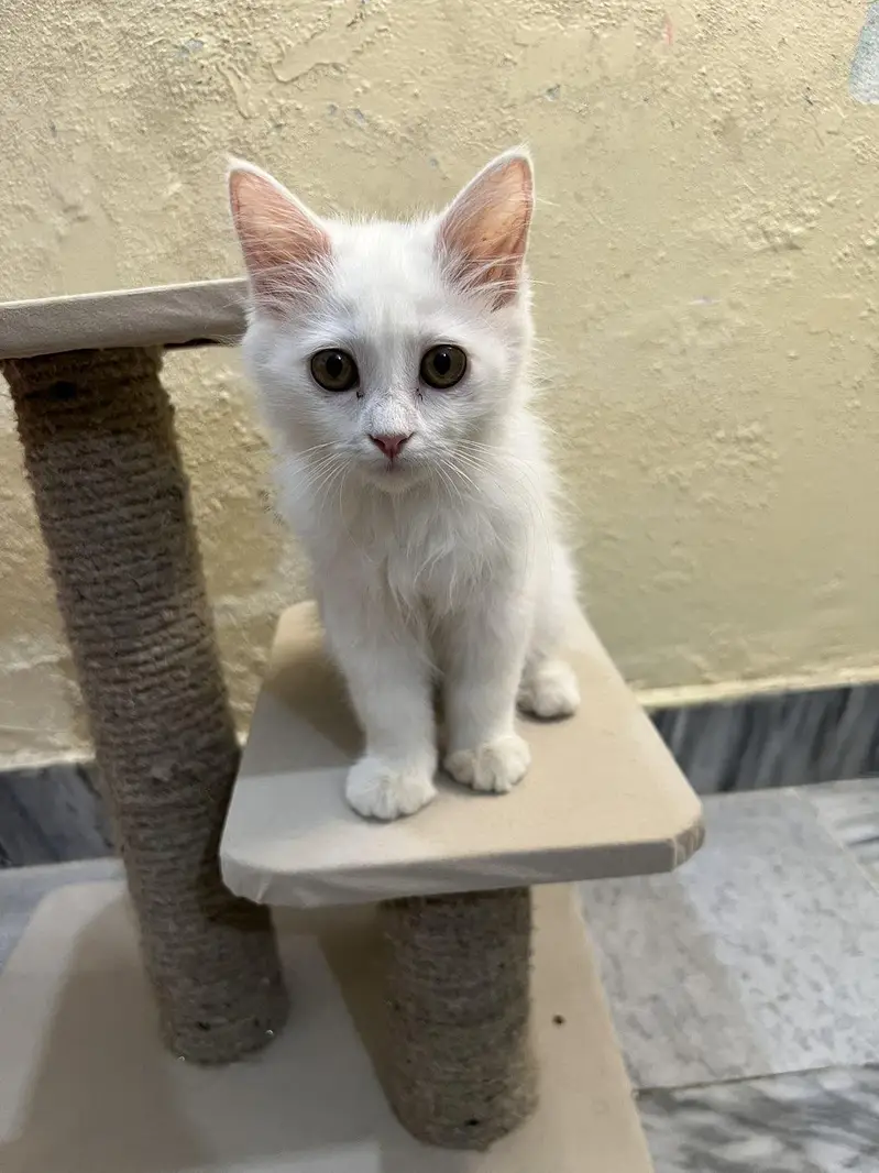 kittens / Persian kitten/ Home breed kitten / triple coat — photo 4