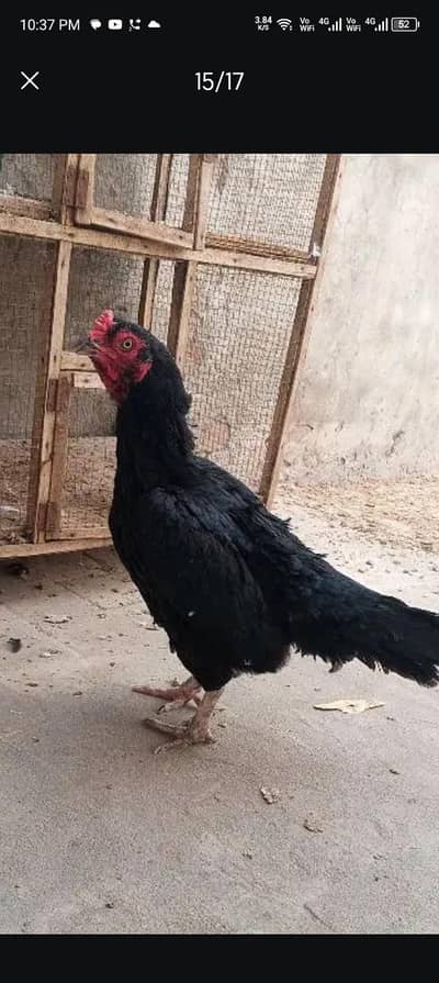 Old Bloodline Mushka Lasani Aseel Eggs Fresh and Fertile 03098573144