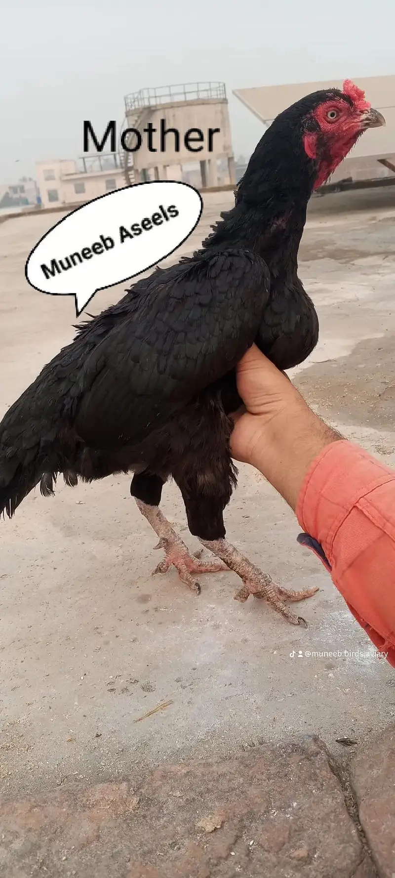Old Bloodline Mushka Lasani Aseel Eggs Fresh and Fertile 03098573144 — photo 3