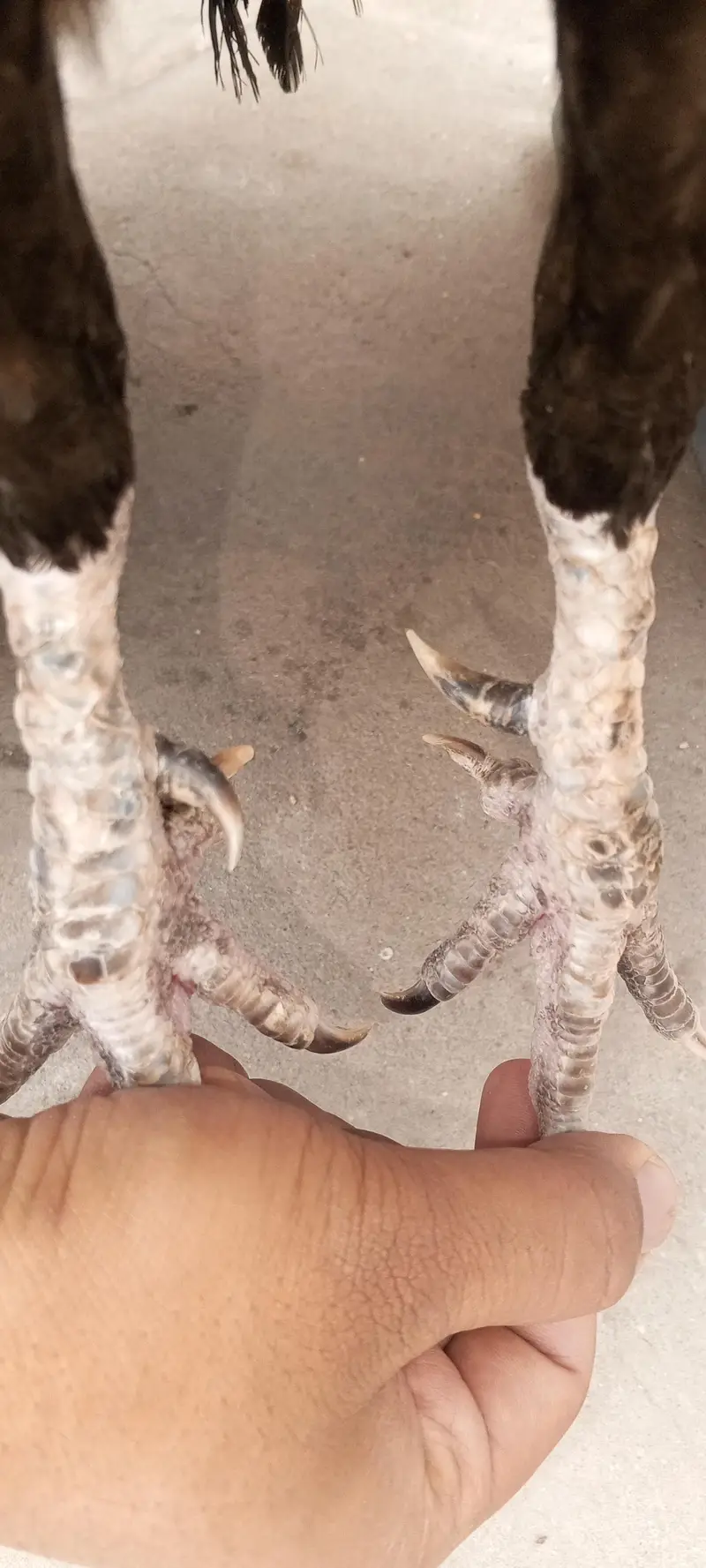 Old Bloodline Mushka Lasani Aseel Eggs Fresh and Fertile 03098573144 — photo 4