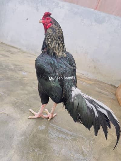 Old Bloodline Mushka Lasani Aseel Eggs Fresh and Fertile 03098573144