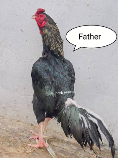 Old Bloodline Mushka Lasani Aseel Eggs Fresh and Fertile 03098573144