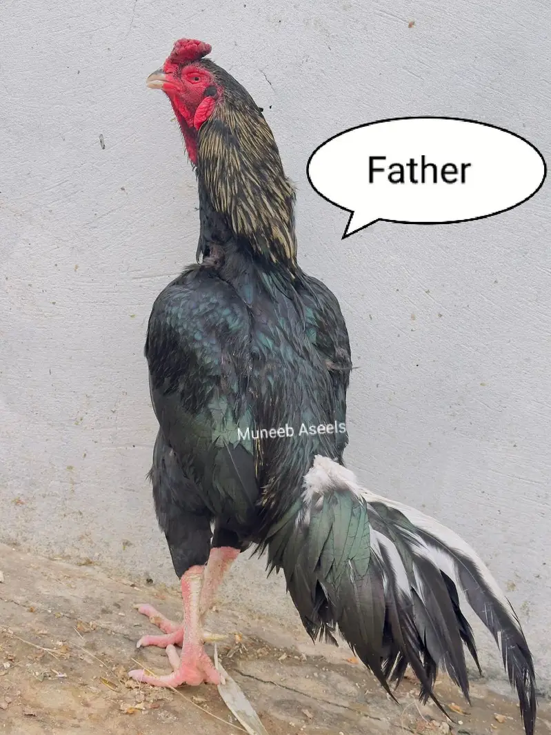 Old Bloodline Mushka Lasani Aseel Eggs Fresh and Fertile 03098573144 — photo 6
