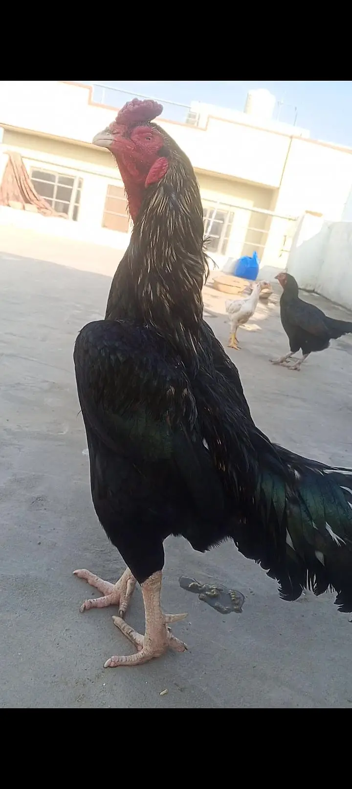 Old Bloodline Mushka Lasani Aseel Eggs Fresh and Fertile 03098573144 — photo 7