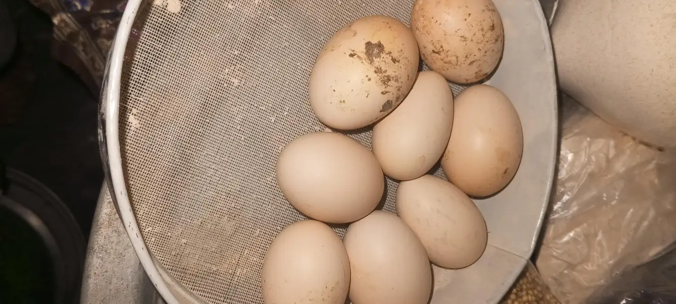 Old Bloodline Mushka Lasani Aseel Eggs Fresh and Fertile 03098573144 — photo 8