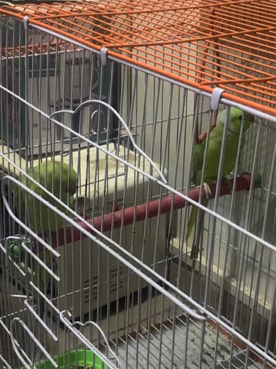 Pairs of green parrot