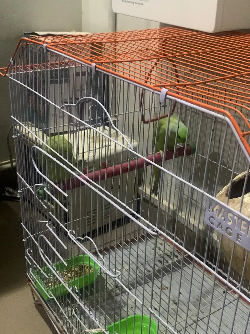 Pairs of green parrot — photo 2