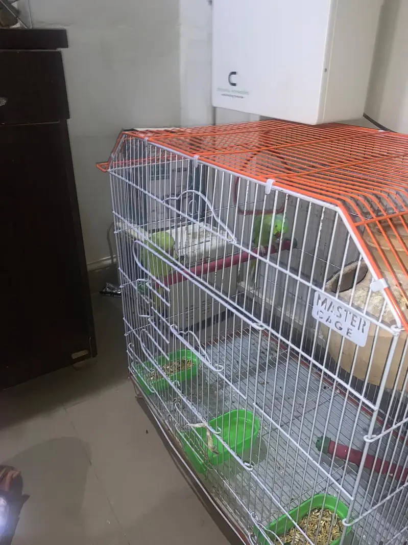 Pairs of green parrot — photo 3