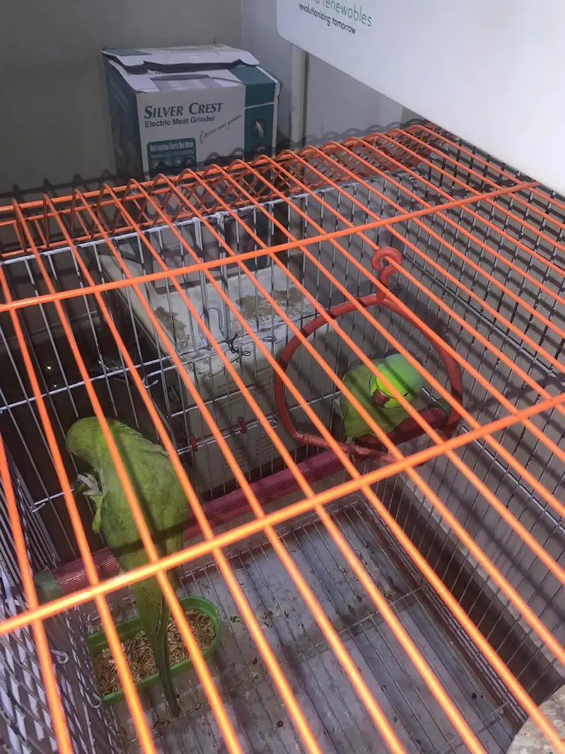 Pairs of green parrot — photo 4