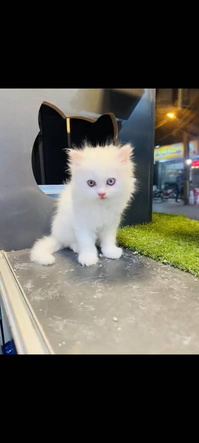 persian cat for sale MywatsapppNumber 0309-37-13-771