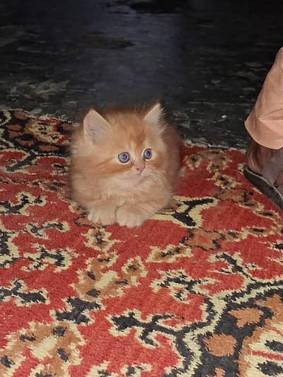 Persian cat,look like lion
