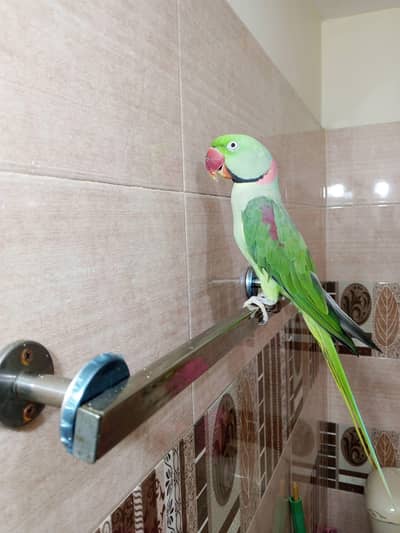 raw parrot male