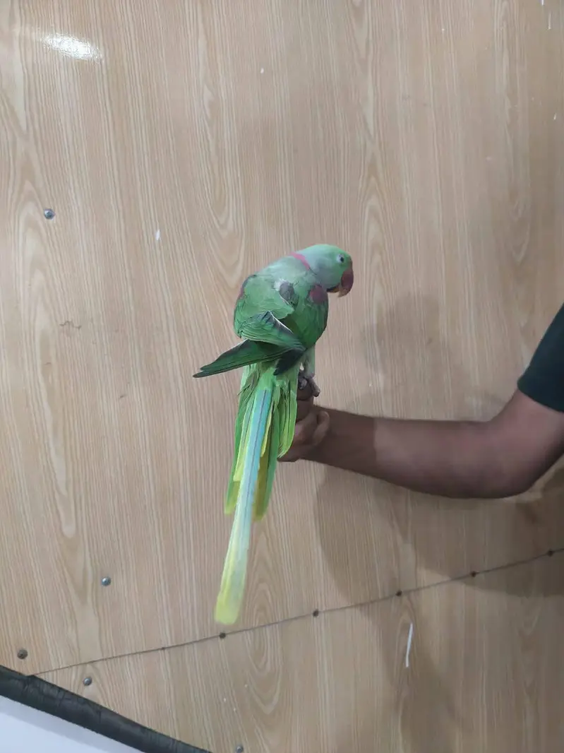 raw parrot male — photo 2