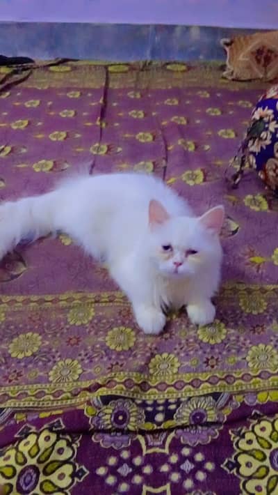 playfull healthy cat