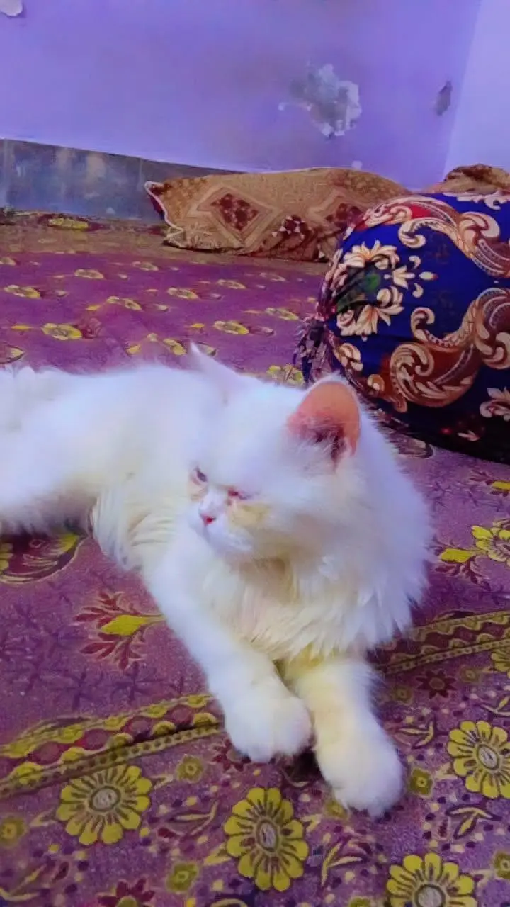 playfull healthy cat — photo 2