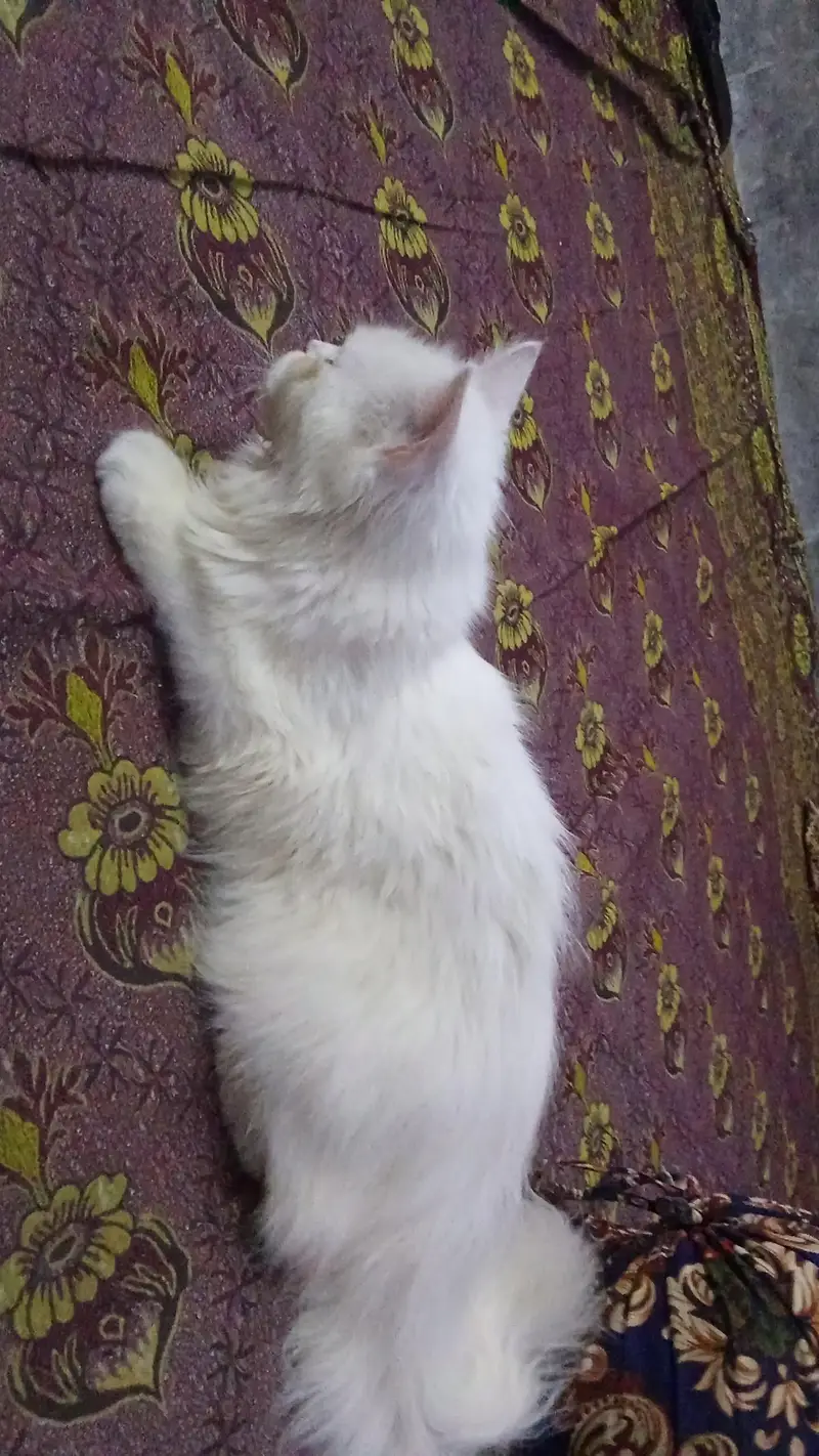 playfull healthy cat — photo 3