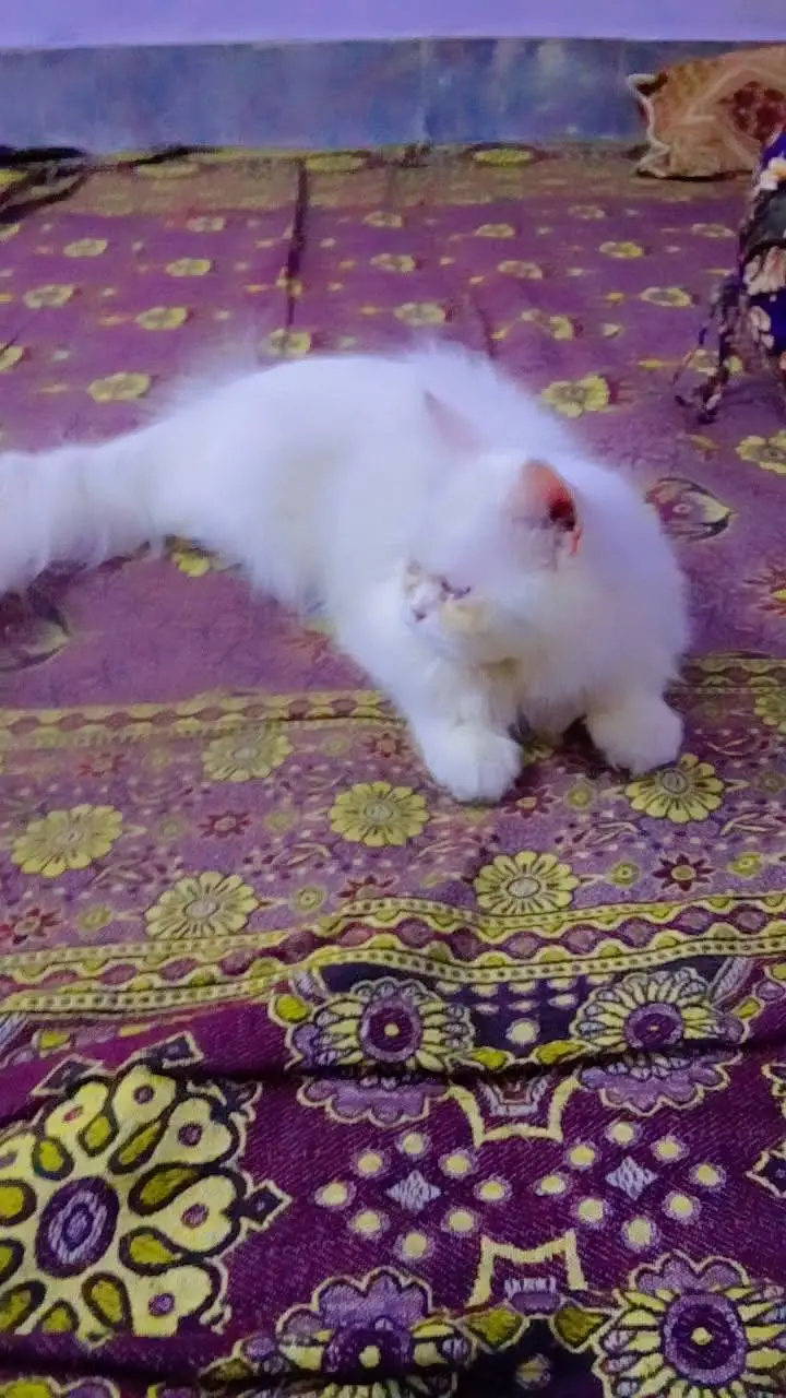 playfull healthy cat — photo 4